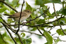 Attēlu rezultāti vaicājumam “Sylvia borin”