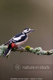 Attēlu rezultāti vaicājumam “Dendrocopos major female”