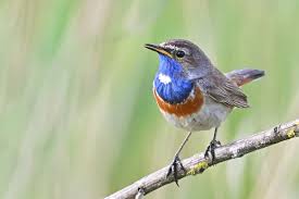 Attēlu rezultāti vaicājumam “Luscinia svecica adult”