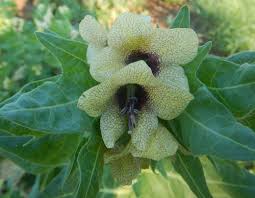 Attēlu rezultāti vaicājumam “Hyoscyamus niger”