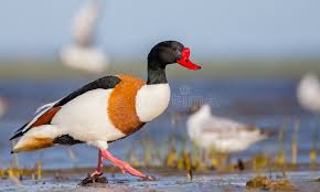 Attēlu rezultāti vaicājumam “Tadorna tadorna male”