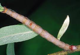 Attēlu rezultāti vaicājumam “Catocala pacta”