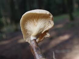 Attēlu rezultāti vaicājumam “Lentinus suavissimus”