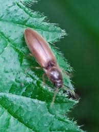 Attēlu rezultāti vaicājumam “Dalopius marginatus”