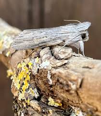 Attēlu rezultāti vaicājumam “Cucullia umbratica”