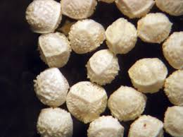 Attēlu rezultāti vaicājumam “Isoetes lacustris”