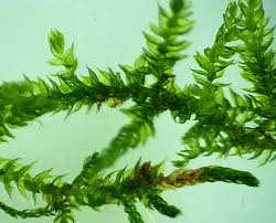 Attēlu rezultāti vaicājumam “Leskea polycarpa”