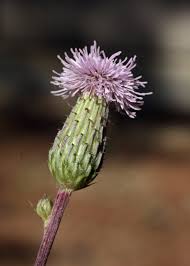 Attēlu rezultāti vaicājumam “Cirsium arvense fruit”