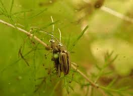 Attēlu rezultāti vaicājumam “Barbeyella minutissima macro”