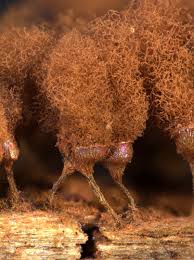 Attēlu rezultāti vaicājumam “Arcyria affinis”