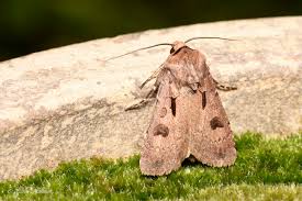 Attēlu rezultāti vaicājumam “Agrotis exclamationis”