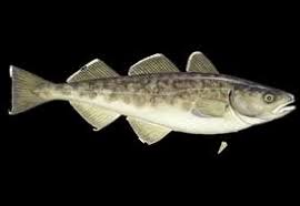 Image result for Gadus macrocephalus