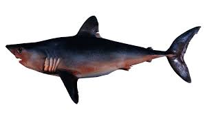 Image result for Lamna nasus