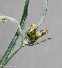 Attēlu rezultāti vaicājumam “Gnaphalium sylvaticum”