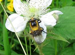 Attēlu rezultāti vaicājumam “Volucella bombylans”