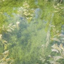 Attēlu rezultāti vaicājumam “Chara hispida”