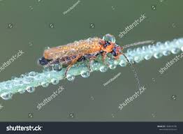 Attēlu rezultāti vaicājumam “Cantharis figurata”