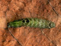 Attēlu rezultāti vaicājumam “Abrostola triplasia”