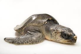 Image result for Lepidochelys olivacea