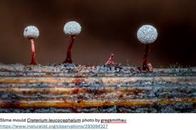 Attēlu rezultāti vaicājumam “Craterium leucocephalum macro”