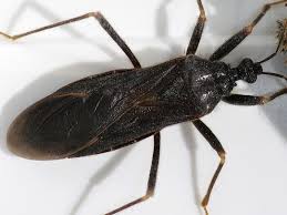 Attēlu rezultāti vaicājumam “Reduvius personatus”