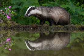 Attēlu rezultāti vaicājumam “Meles meles”