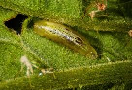 Attēlu rezultāti vaicājumam “Syrphus sp. larva”