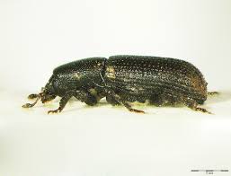 Attēlu rezultāti vaicājumam “Hylastes sp.”