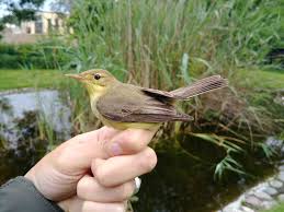 Image result for Hippolais polyglotta