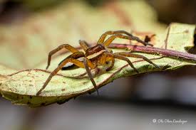 Attēlu rezultāti vaicājumam “Dolomedes fimbriatus”