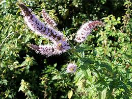 Attēlu rezultāti vaicājumam “Mentha spicata flower”
