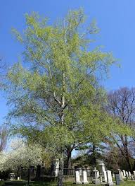 Attēlu rezultāti vaicājumam “Betula pendula var. carelica”