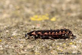 Attēlu rezultāti vaicājumam “Lampyris noctiluca larva”