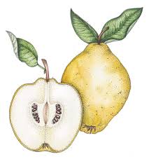 Attēlu rezultāti vaicājumam “Cydonia oblonga fruit”