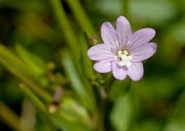 Attēlu rezultāti vaicājumam “Epilobium montanum flower”