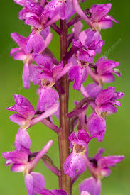 Attēlu rezultāti vaicājumam “Orchis mascula”