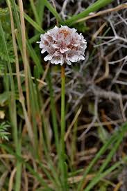 Attēlu rezultāti vaicājumam “Anthyllis maritima”