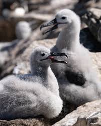 Image result for albatross dead chick
