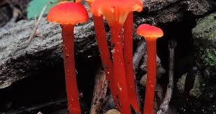 Attēlu rezultāti vaicājumam “Hygrocybe cantharellus”