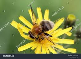 Attēlu rezultāti vaicājumam “Arctophila superbiens”