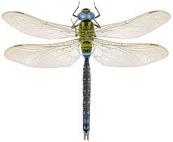 Attēlu rezultāti vaicājumam “Aeshna viridis”