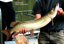 Image result for Esox masquinongy