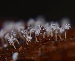 Attēlu rezultāti vaicājumam “Didymium bahiense stalked”