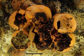 Attēlu rezultāti vaicājumam “Badhamia nitens”