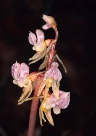 Attēlu rezultāti vaicājumam “Epipogium aphyllum flower”