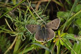 Attēlu rezultāti vaicājumam “Lycaena tityrus male”