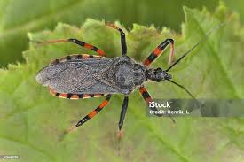 Attēlu rezultāti vaicājumam “Rhynocoris annulatus nymph”