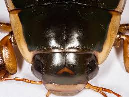 Attēlu rezultāti vaicājumam “Dytiscus dimidiatus”