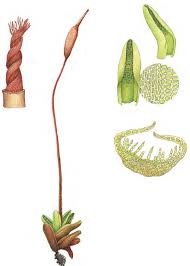 Attēlu rezultāti vaicājumam “Aloina rigida”