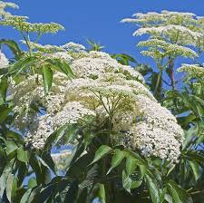 Attēlu rezultāti vaicājumam “Sambucus nigra flower”